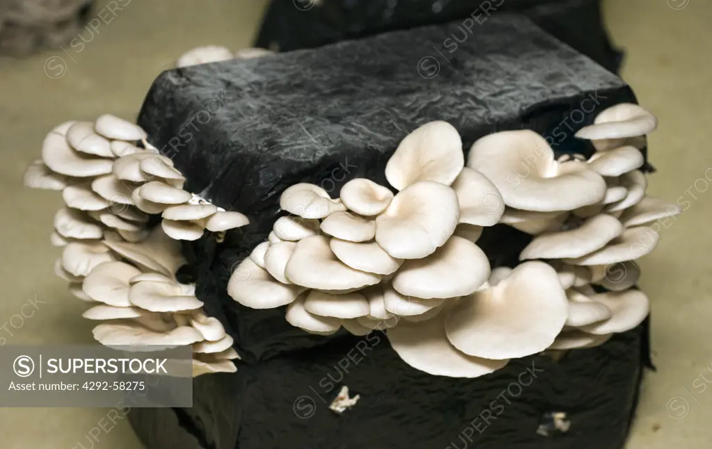 Shitakee mushrooms, Lentinus edodes