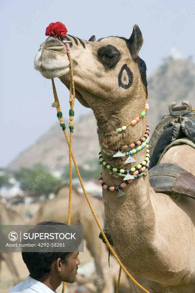 Camel in the Pushkar camel fair. Pushkar, Rajasthan, India