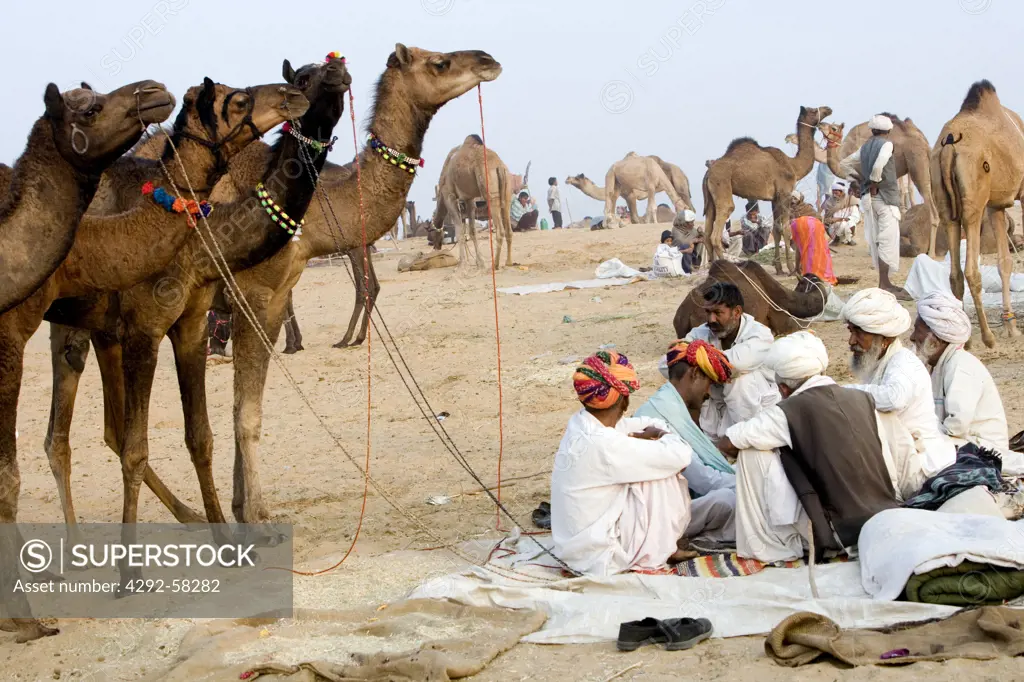 The annual Pushkar camel fair. Pushkar, Rajasthan, India