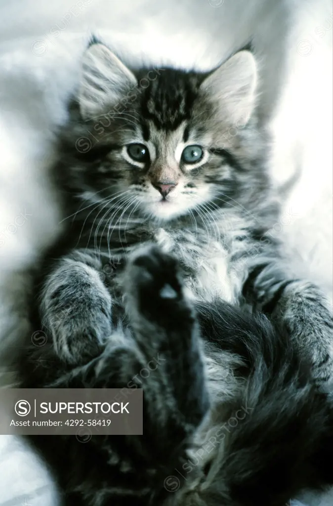 Norwegian Forest cat - kitten - portrait