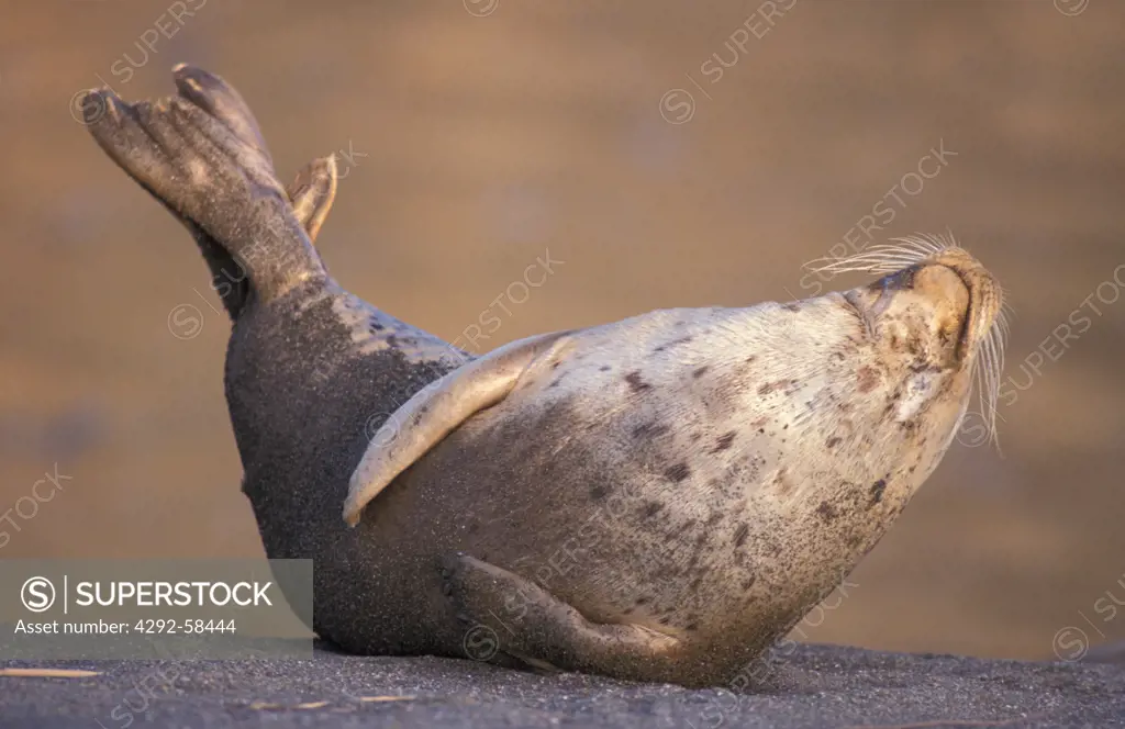 Harbor Seal, sleeping on the beach, Jenner, California, USA