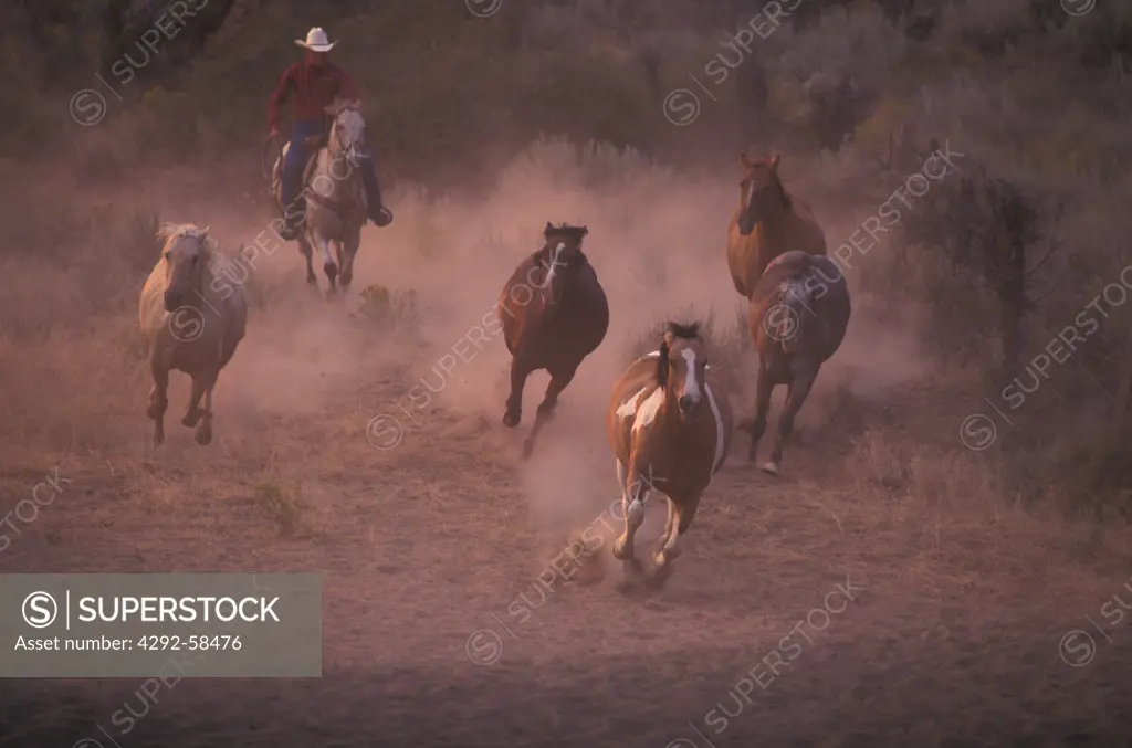 USA, Oregon, Bend, Cowboy on horseback rounding up horses