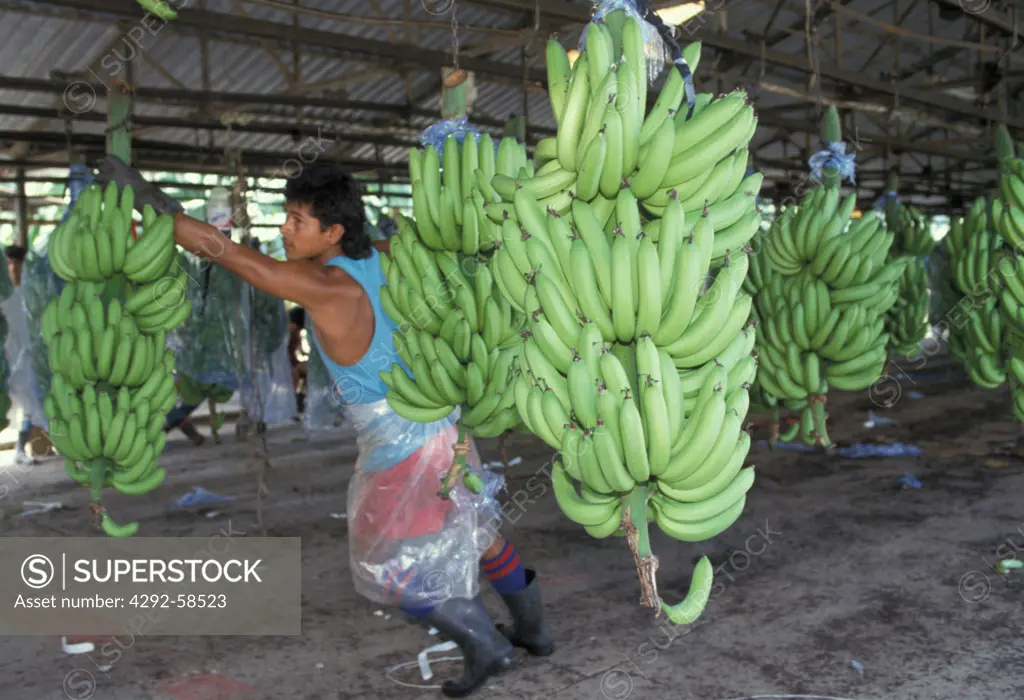 Costa Rica, Workman at Del Monte Banana processing plant. Limon