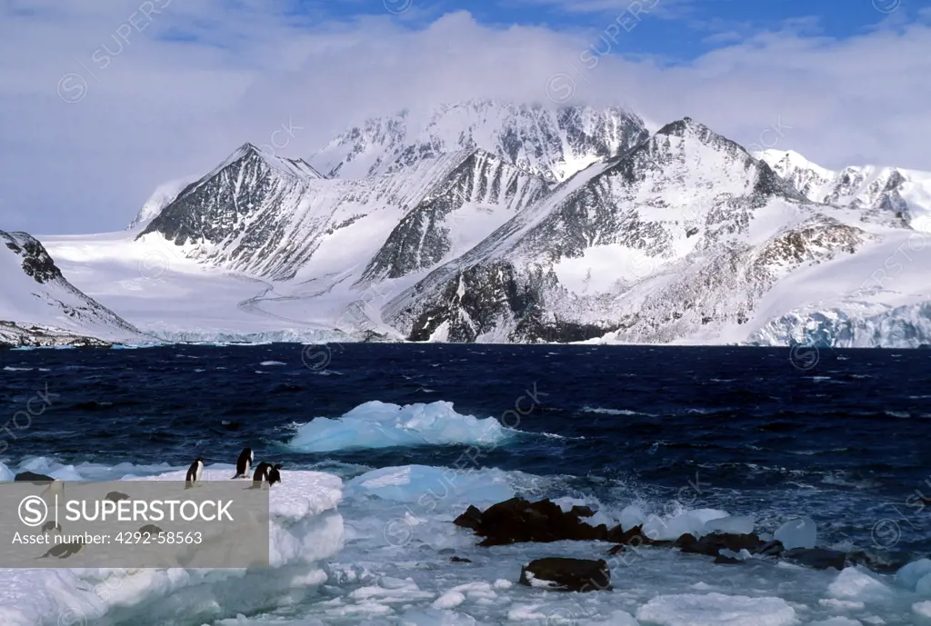 Antarctica, Argentine Station Esperanza, Adellie Penguins at Hope Bay