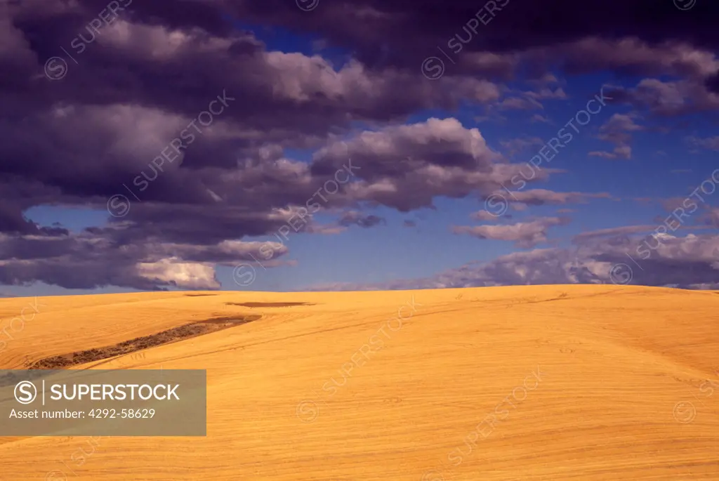 USA, Oregon, harvested wheat fields