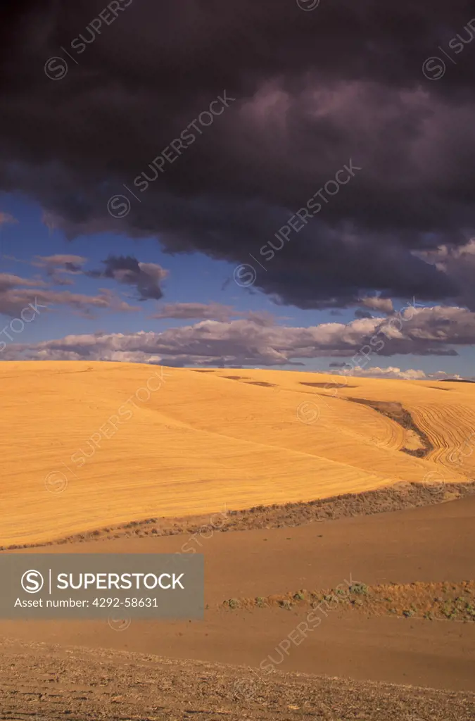 Usa, Oregon: wheat field