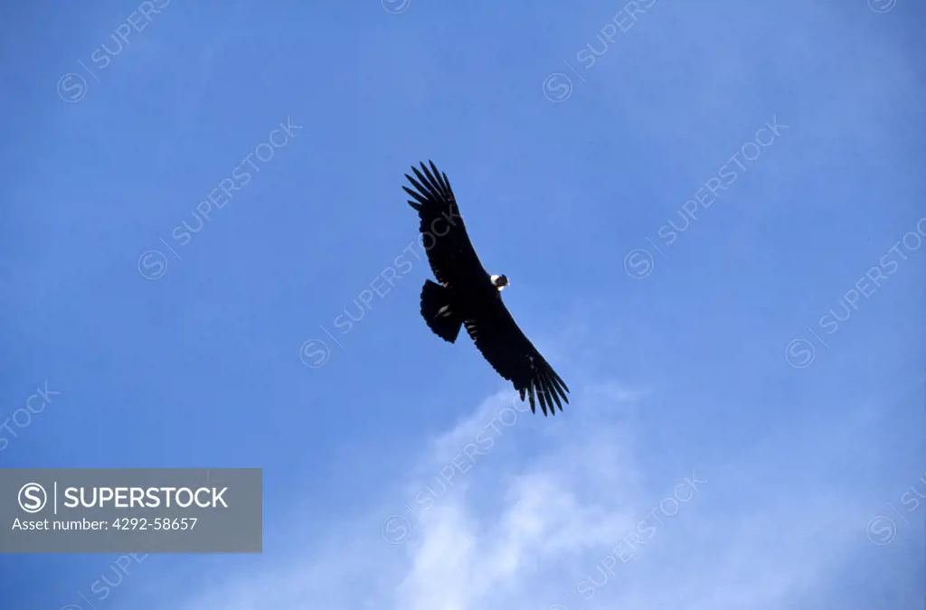 Chile, Torres Del Paine Natural Park, condor in flight