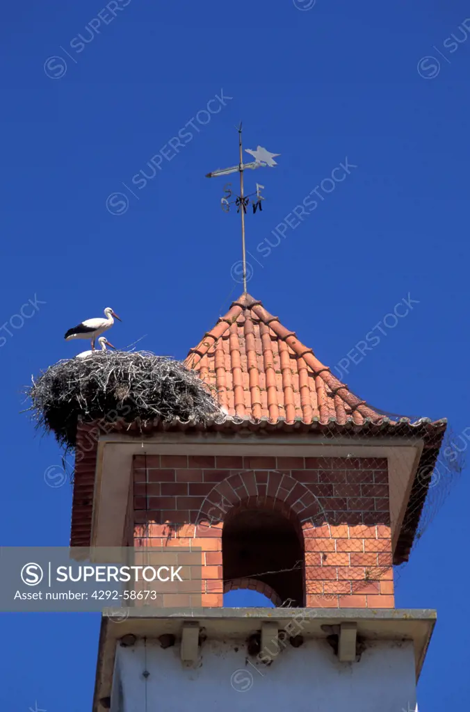 Europe, Portugal, Algarve, storks (Ciconia ciconia)roosting on the roof