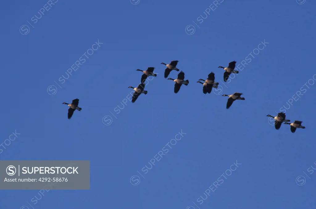 USA, Maryland, Canadian Geese in flight