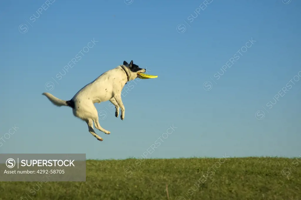 Queensland heeler dog jumping with frisbee