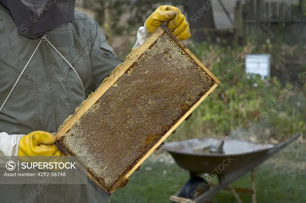 Bee keeper holding honey frame