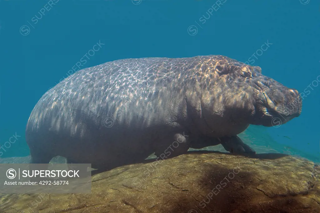 Hippopotamus at rest underwater,(Hippopotamus amphibious)