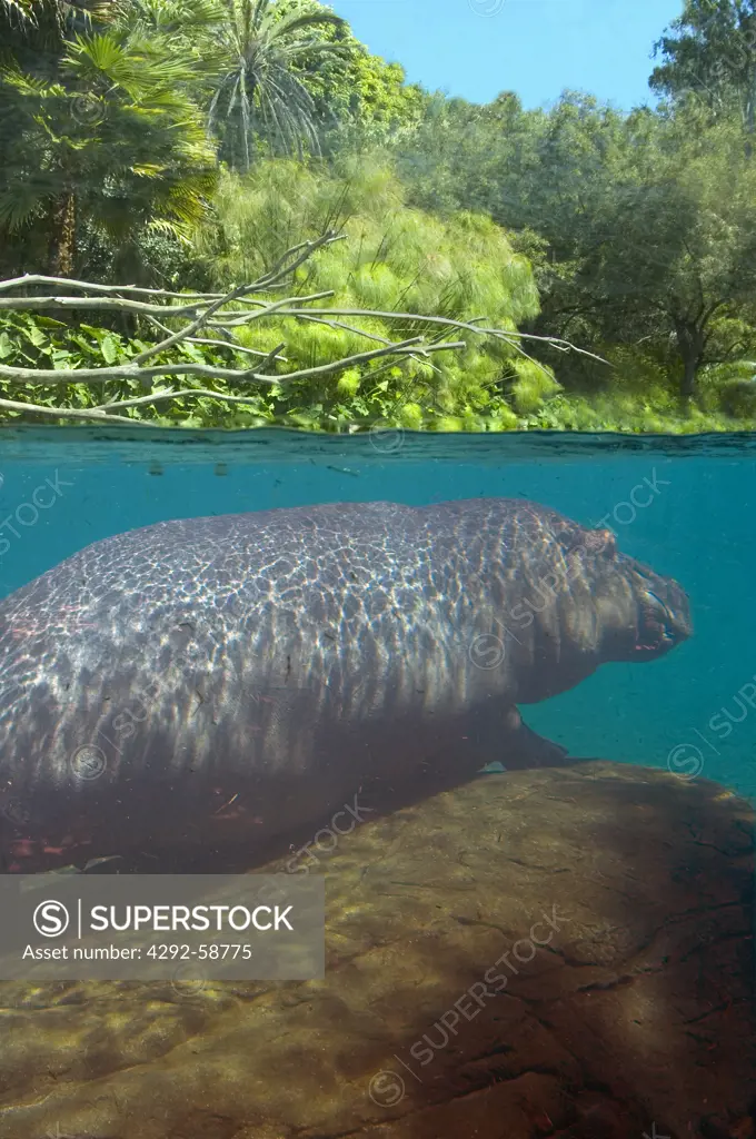 Hippopotamus at rest underwater, (Hippopotamus amphibious)