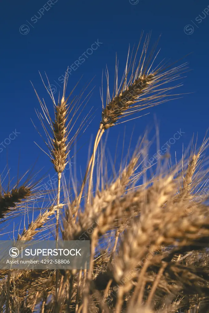 Golden ripe ear of wheat with blue sky behind Palouse Valley, Eastern Washington State, USA