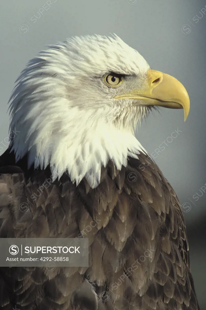Portrait of a Bald Eagle, (Haliaeetus leucocephalus)