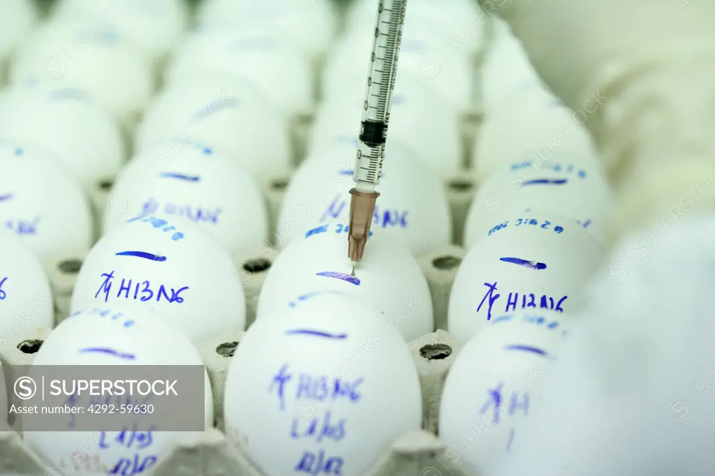 Egg being injected with a syringe