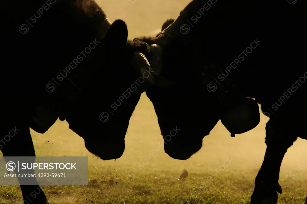 Italy, Aosta Valley, Aosta,Croix Noire, arena. Two cows fighting during Bataille des Reines