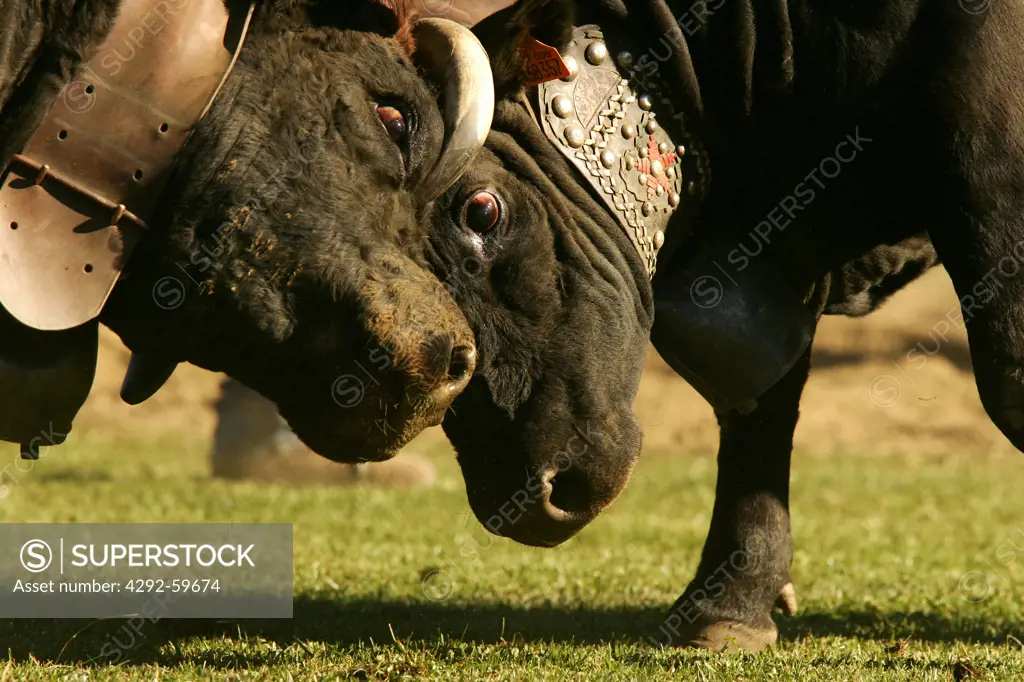 Italy, Aosta Valley, Aosta,Croix Noire, arena. Two cows fighting during Bataille des Reines