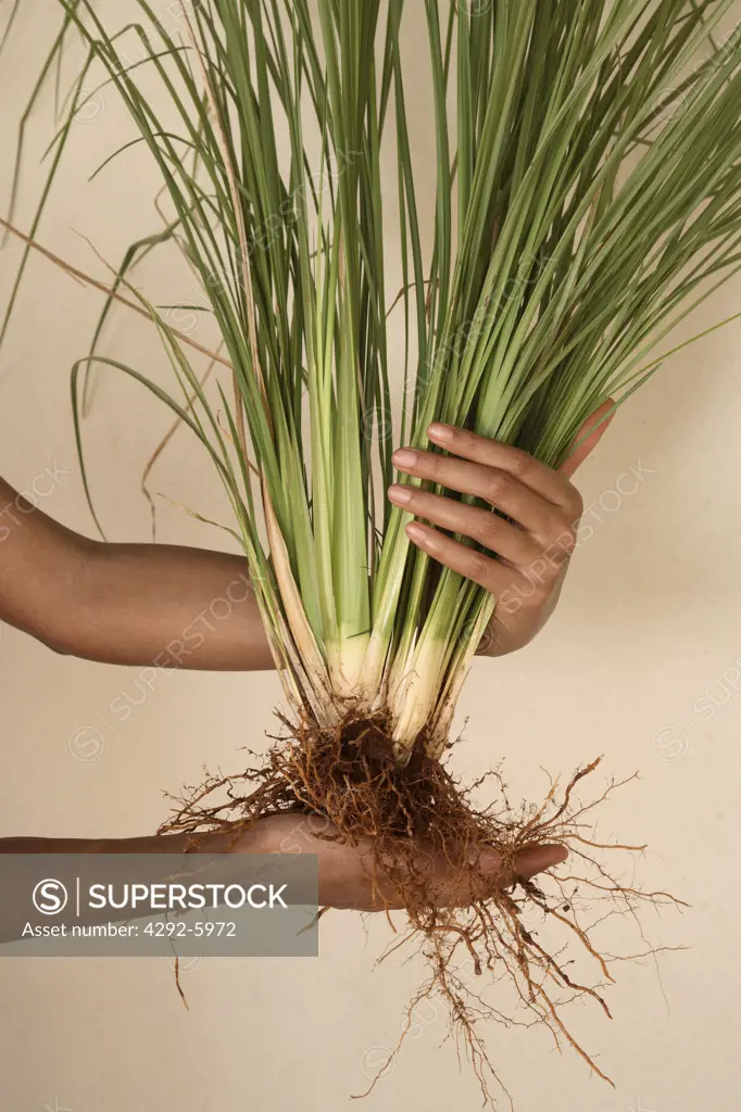 Woman's hands holding vetiver grass - Vetiveria zezanoides