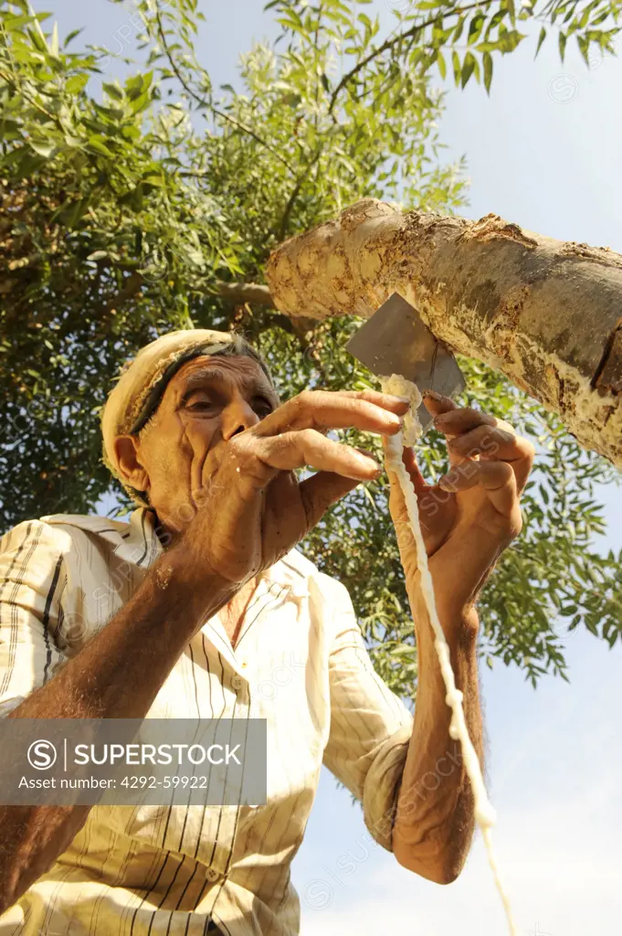 Italy, Siciliy, Castelbuono, Harvesting of manna