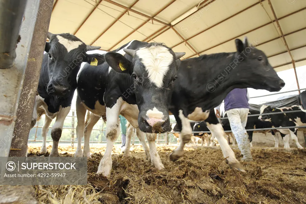 Holstein cows