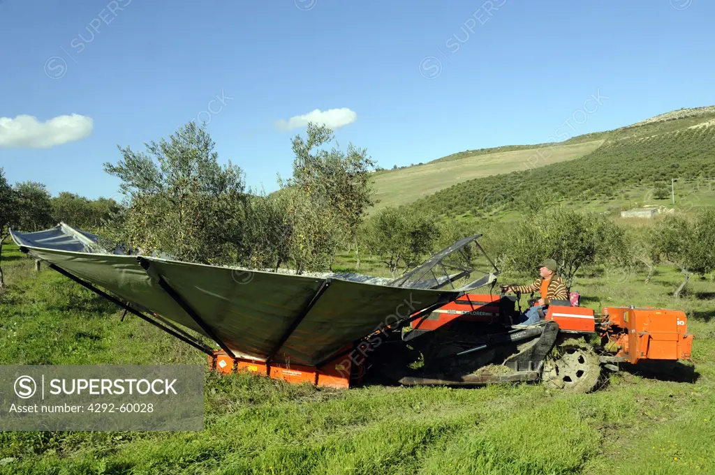 Italy, Sicily, Camastra, machinery at work in olive grove
