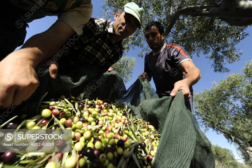 Italy, Sicily, Camastra, farmers picking olives