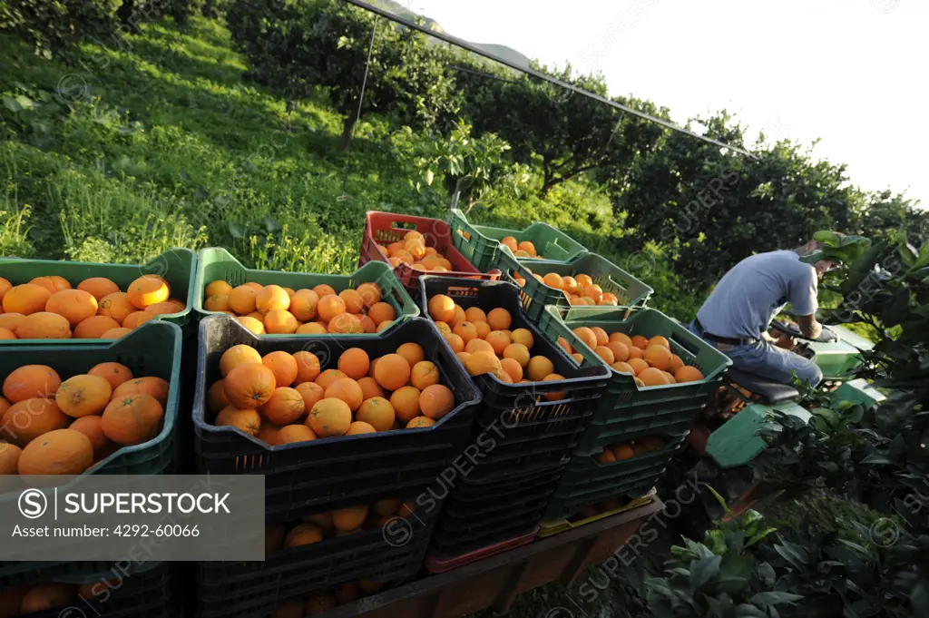 Itlay,Sicily, Ribera,oranges harvesting