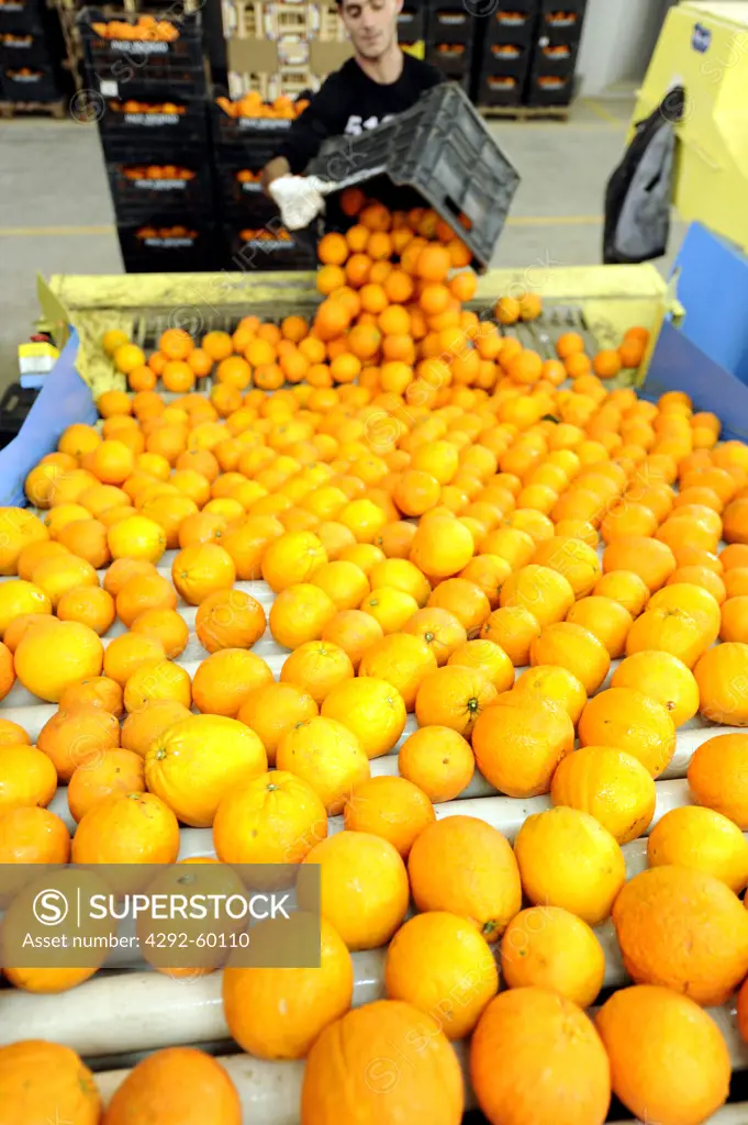 Itlay,Sicily, Ribera, oranges in processing plant