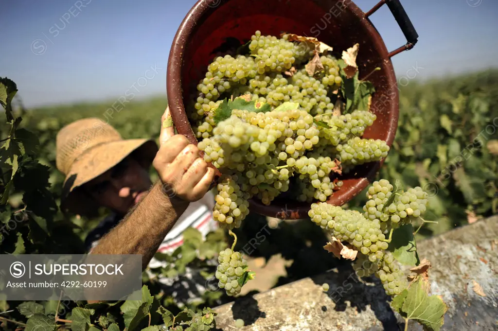 Italy, Sicily, Menfi, vineyards, grape harvesting