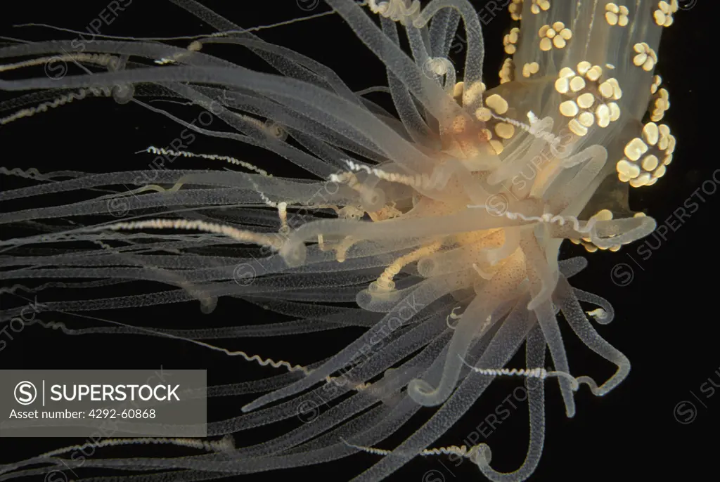 Jellyfish (Alicia mirabilis)