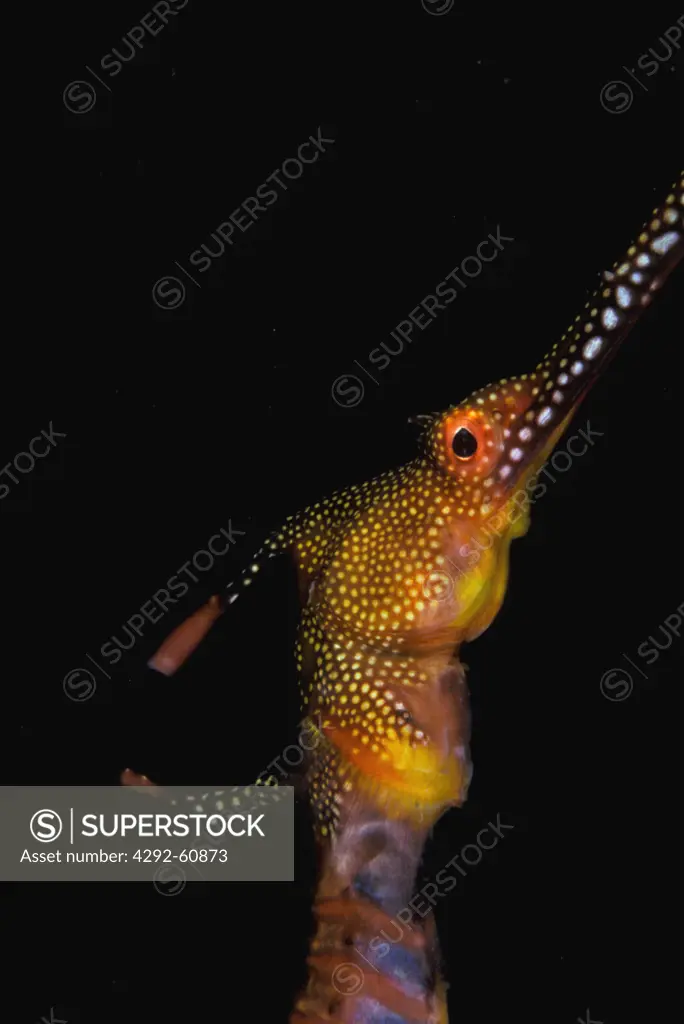 Weedy sea dragon (Phyllopteryx taeniolatus)