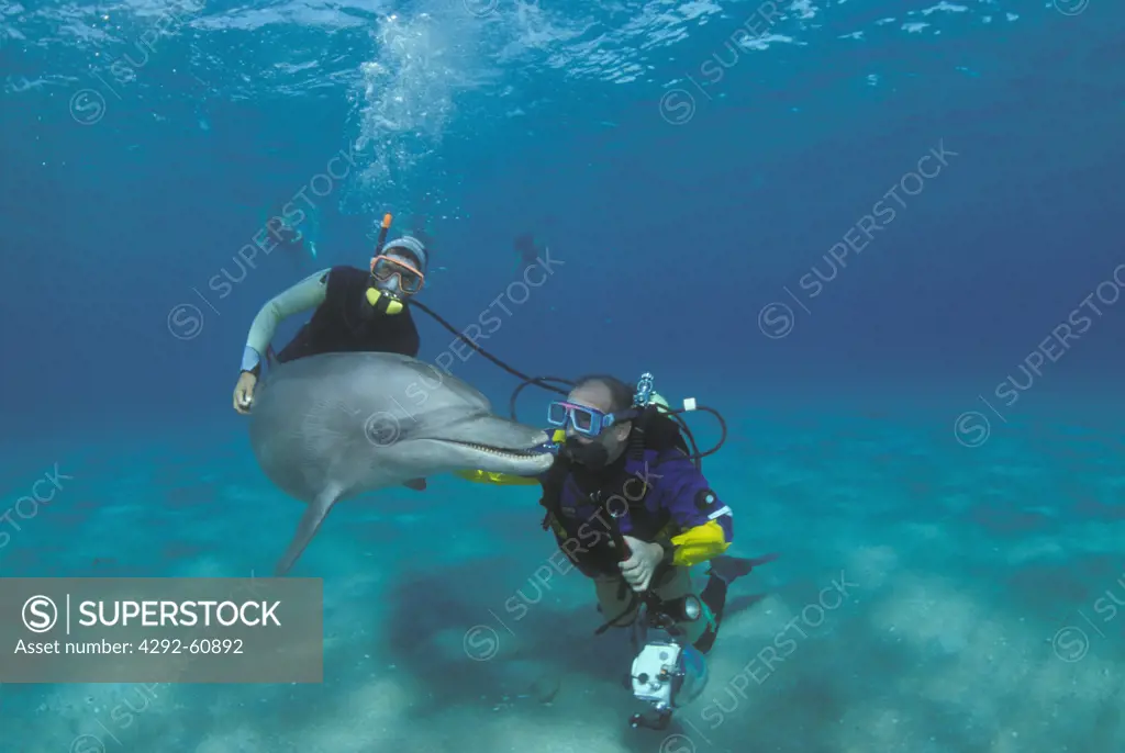 Divers playing with dolphin