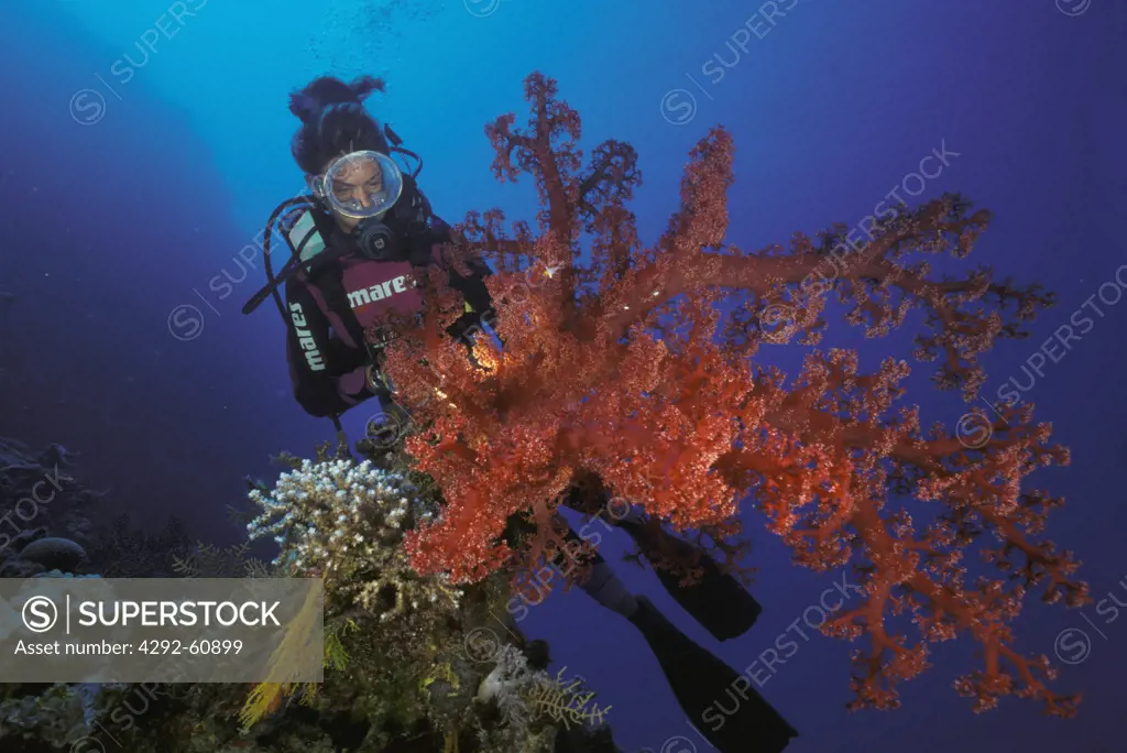 AustraliaWoman diver watching soft coral