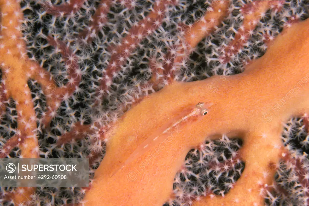 Close up of soft coral and Goby fish