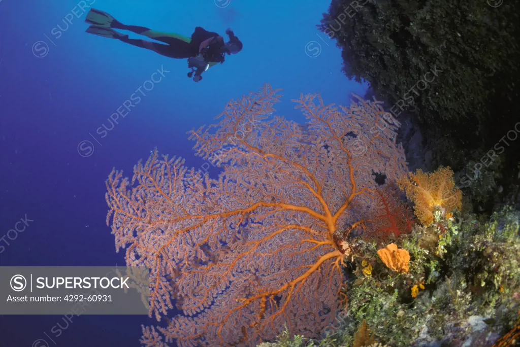 Diver with sea fan, Australia.