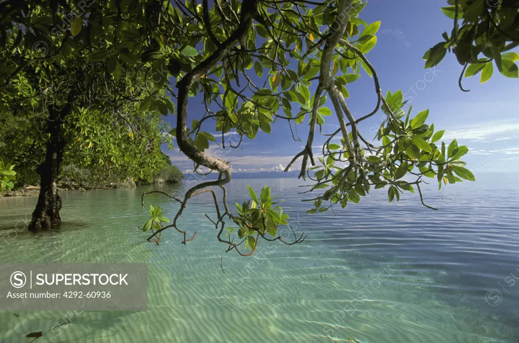 Sulawesi, Indonesia, mongrove tree