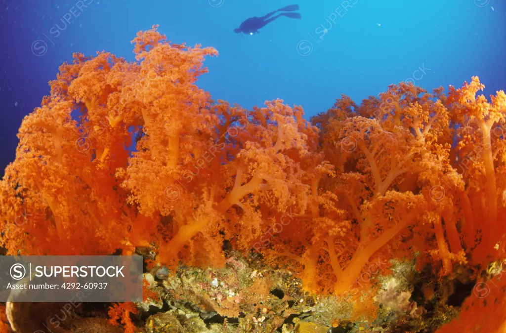 Indonesia, Sulawesi, soft corals, alcyonars