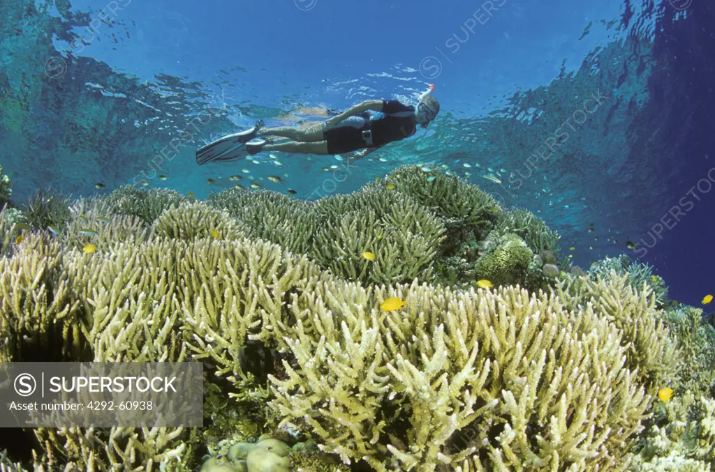 Diving, Walea, Sulawesi, Indonesia