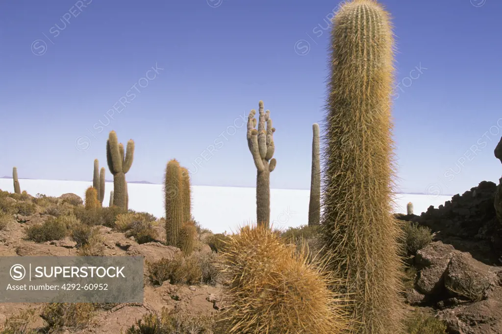 Cactus, Salar de Uyuni,Isla del Pescado, Bolivia
