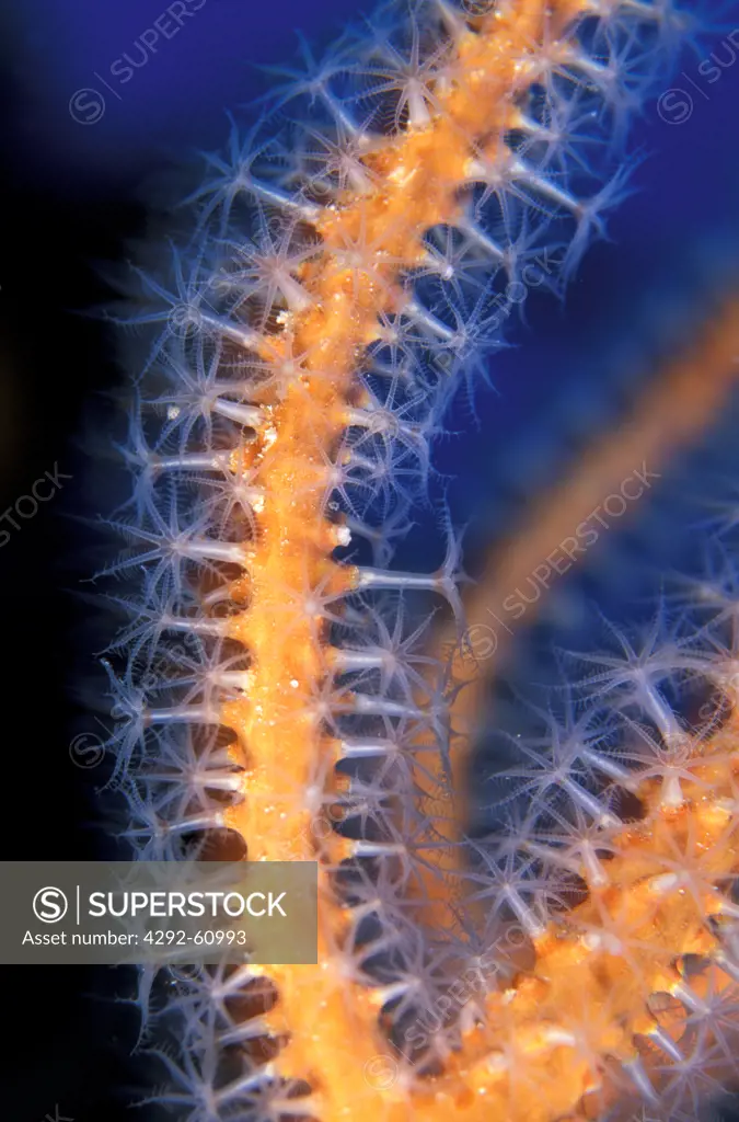 Philippines. Close up of a sea fan branch