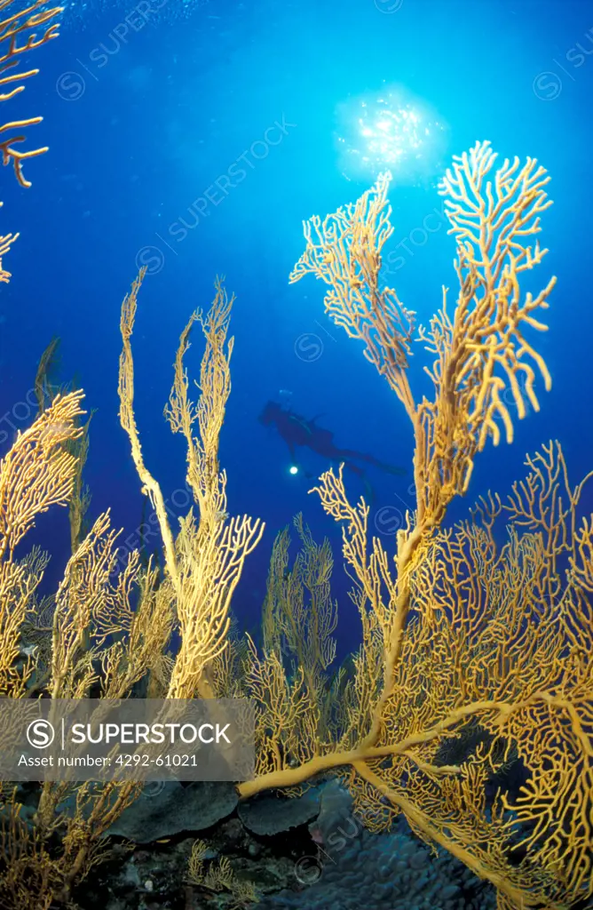 Diver and sea fan in New Caledonia