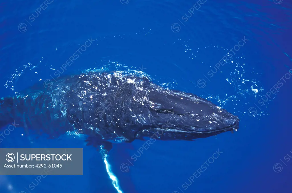 Australia, Humpback whale in Harvey bay