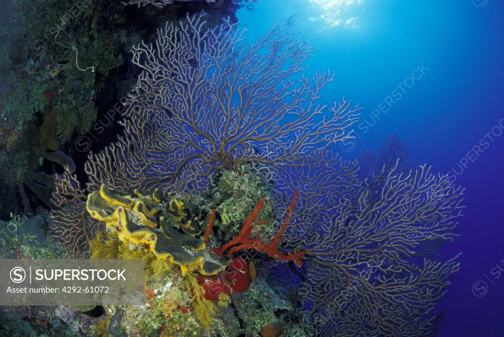 Sea Fan and sponges on an underwater wall in Cayman