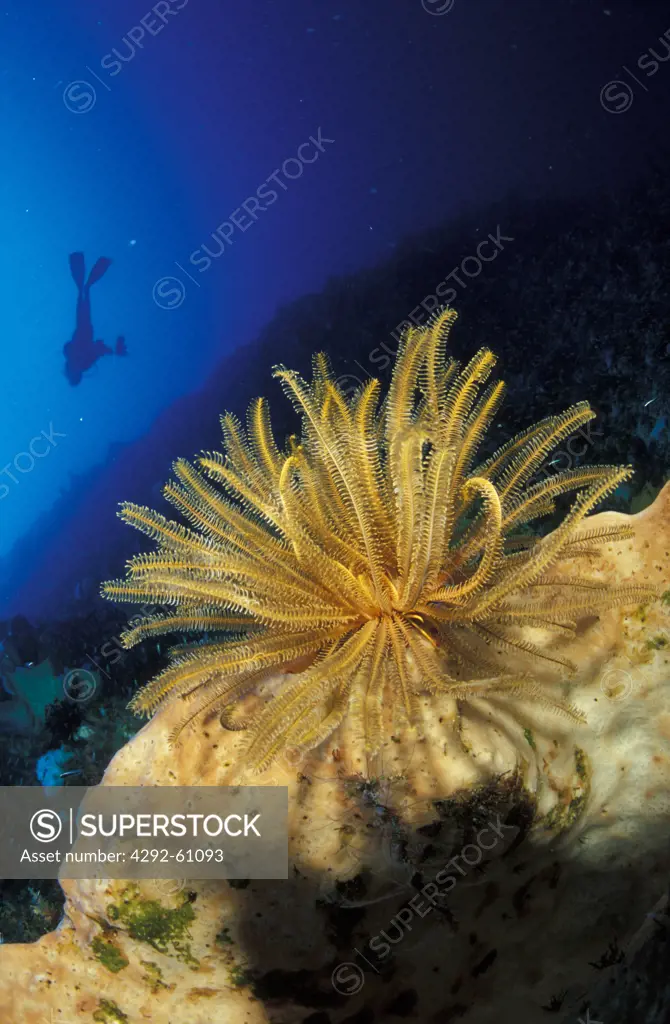 Indonesia, Sulawesi, diver in the deep