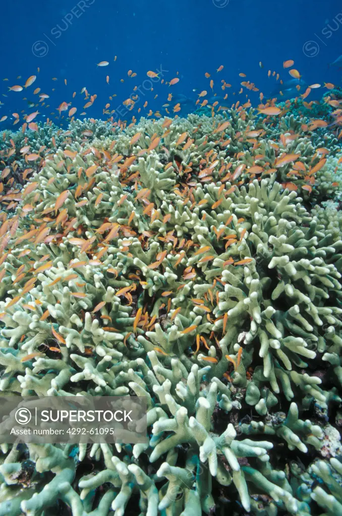 Indonesia, Sulawesi, seabed