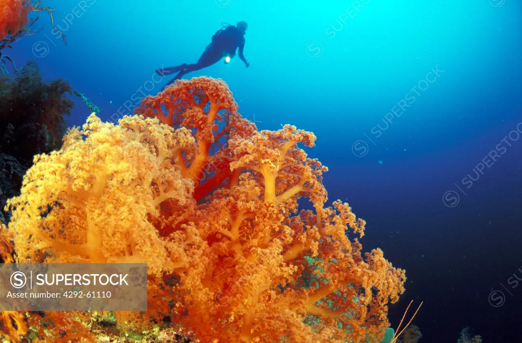 Indonesia, Sulawesi, diver with soft coral