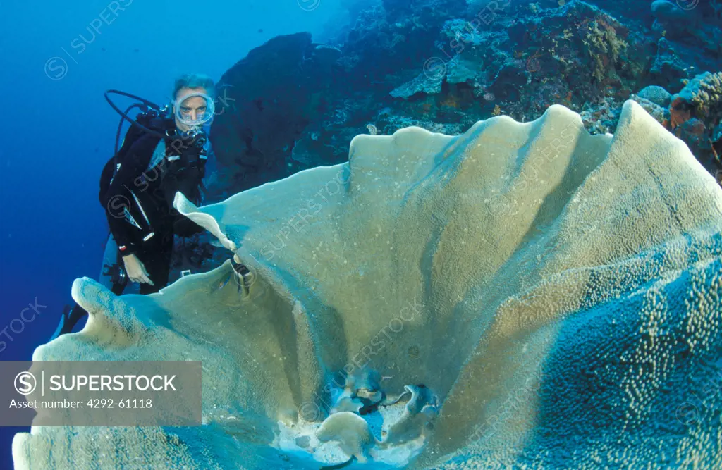 Indonesia, Sulawesi, diver with giant coral