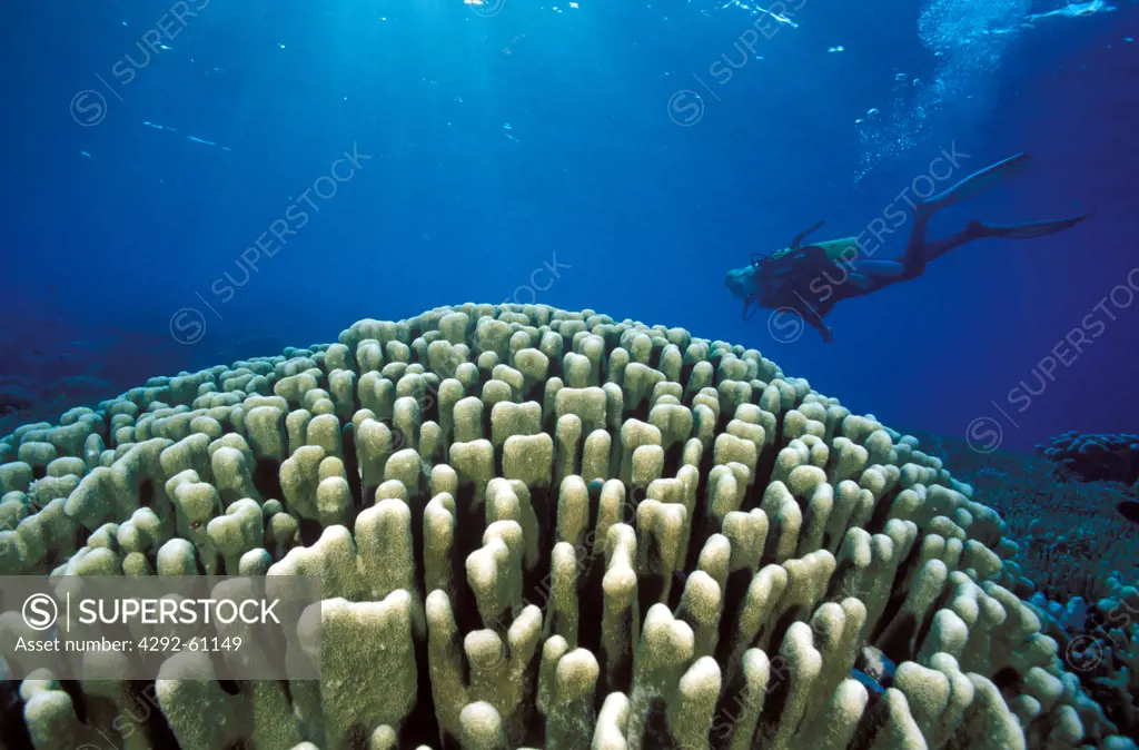 Indonesia, Sulawesi, diver with giant coral