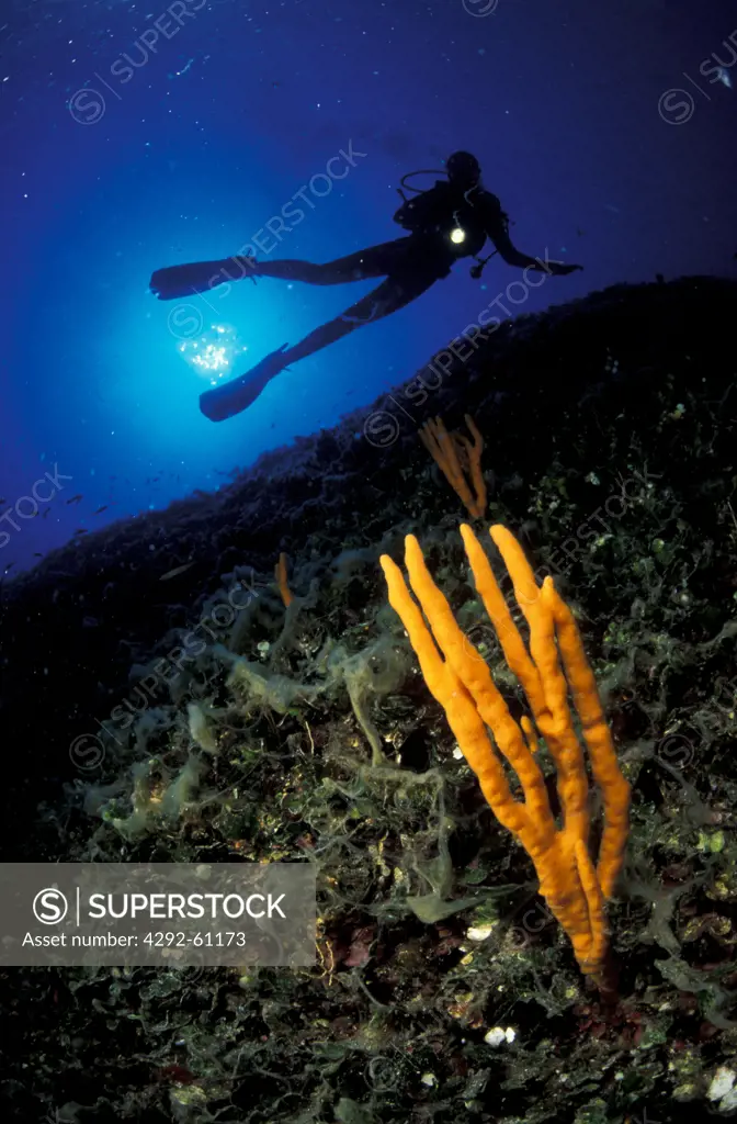 Italy, Aeolian Islands, Lipari, diver exploring seabed